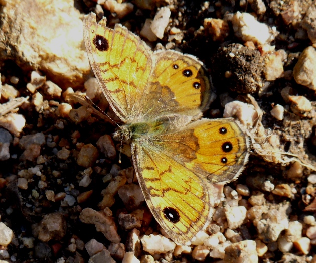 Farfalle di Gallura